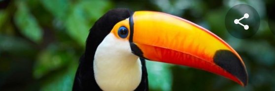 tucanroman's profile banner image