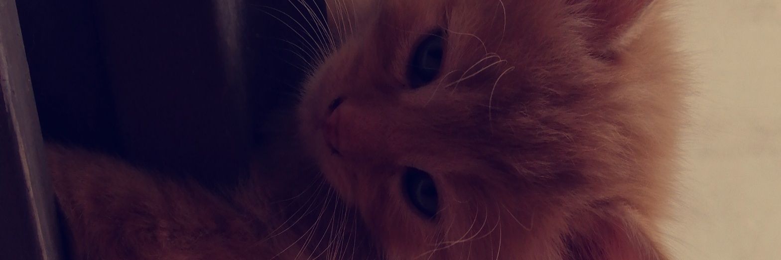 desizaynn's profile banner image