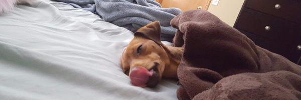 ReviewingDog's profile banner image