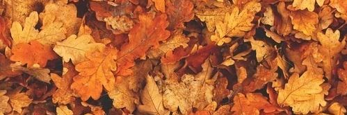 agreynoin's profile banner image