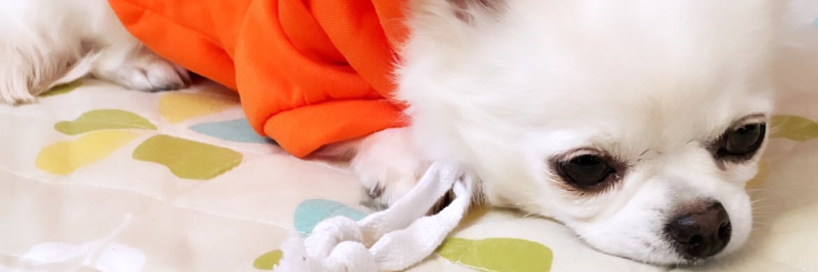 Momo_taron's profile banner image