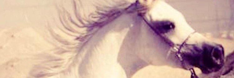 33131313M's profile banner image