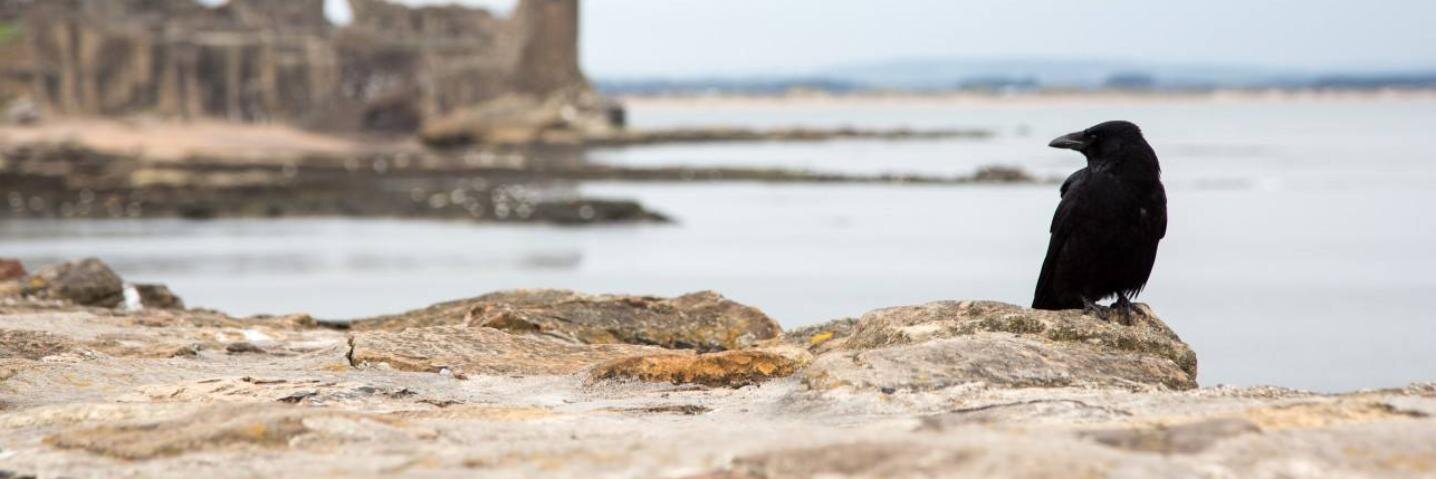 sanados's profile banner image