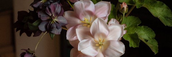 hazel_gardiner Profile Banner