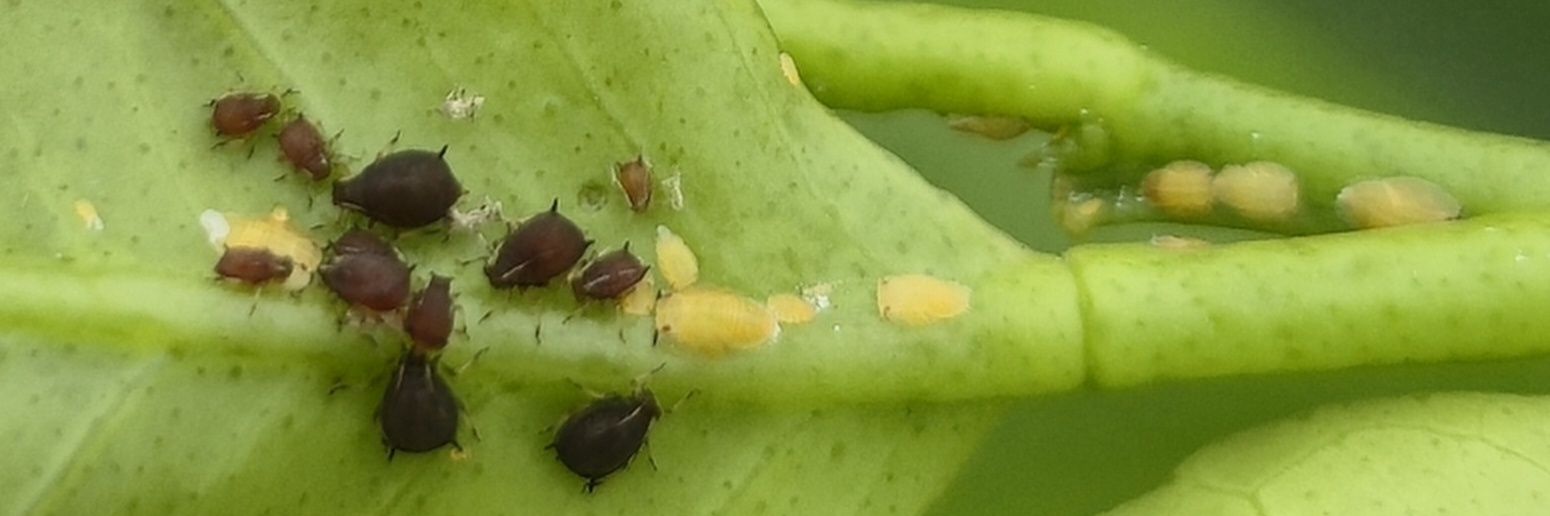 Fereres Lab. Insect Vectors of Plant Pathogens banner