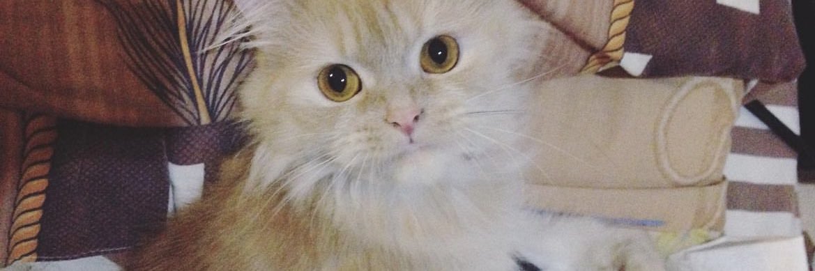 osyosyed's profile banner image