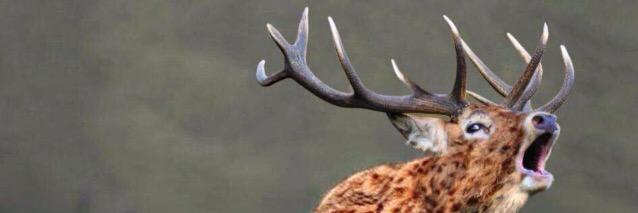 RealRudeHunt's profile banner image