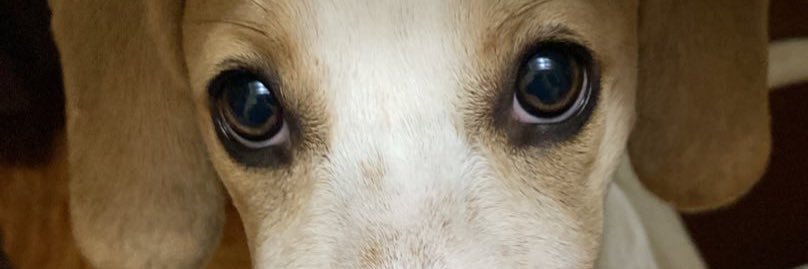 kanadevtemp's profile banner image