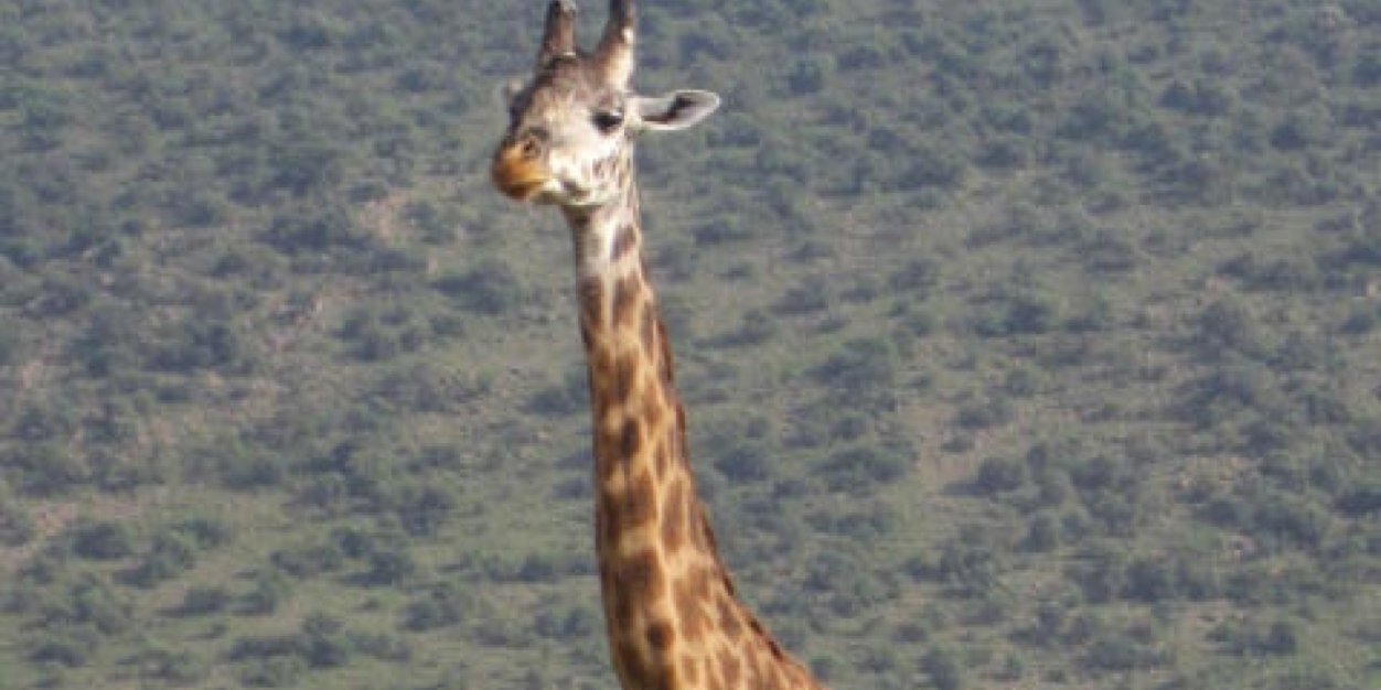 FigenFigensarp's profile banner image
