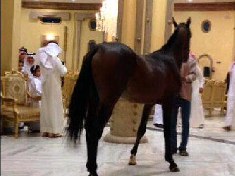 mohammed_s_a511's profile banner image