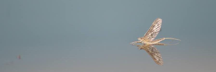 BiolSurveyCanada banner