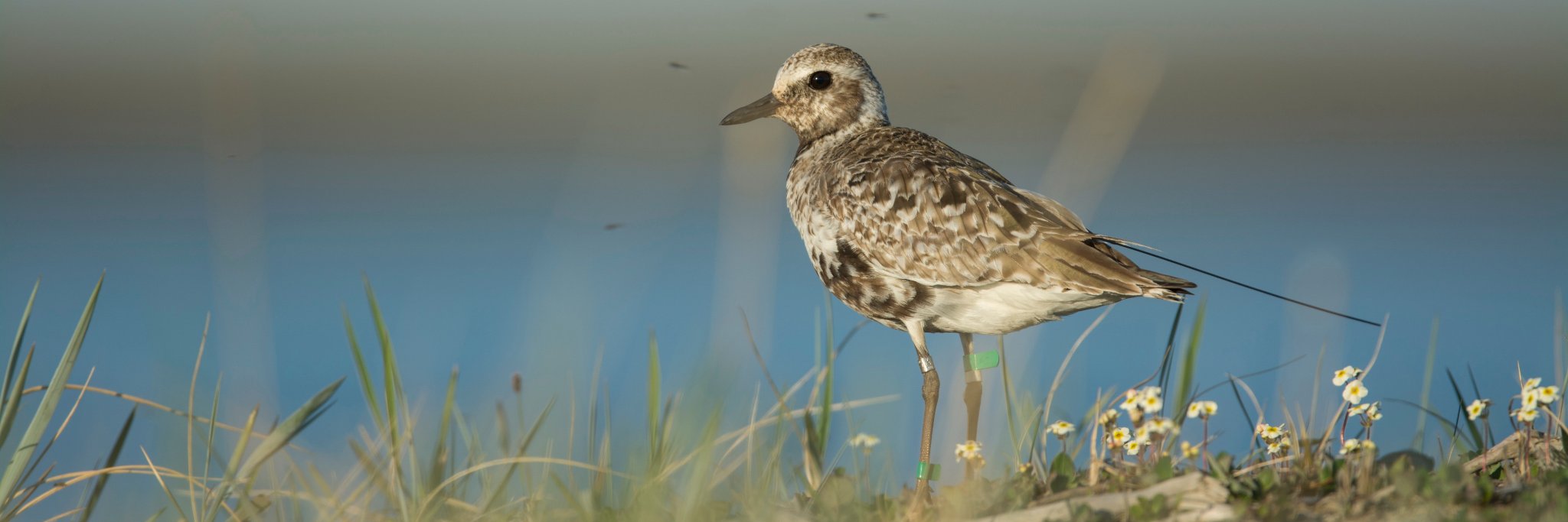 ConnectivityProject banner