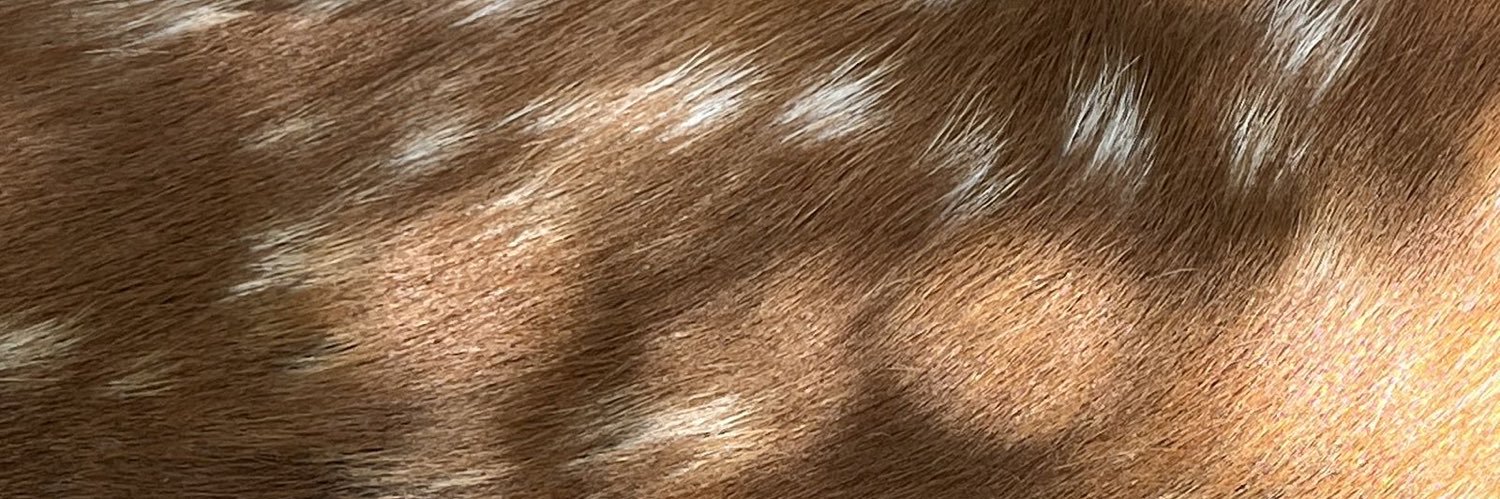 𝐁𝐞𝐞. banner