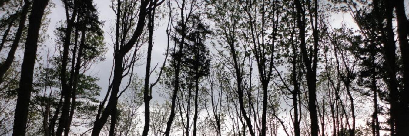 Clare McGrane banner