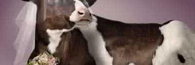 لافاشكيري banner