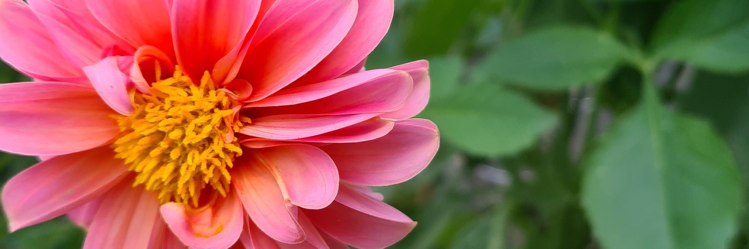 BobbieCanBe's profile banner image
