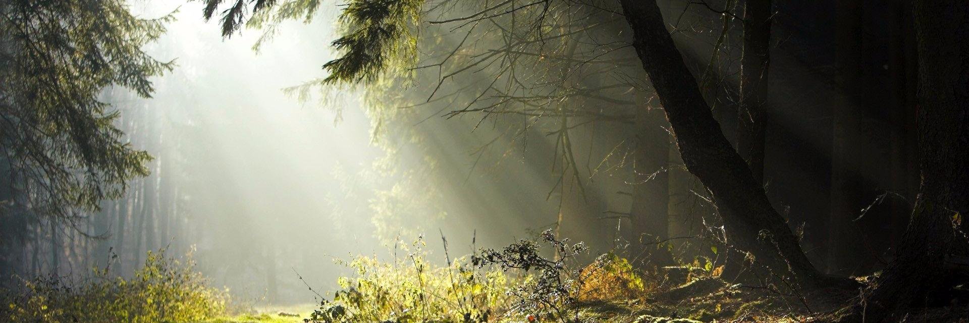 RosalieP_'s profile banner image