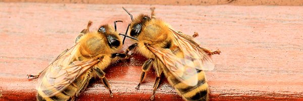 ConsumidoresOrg Profile Banner