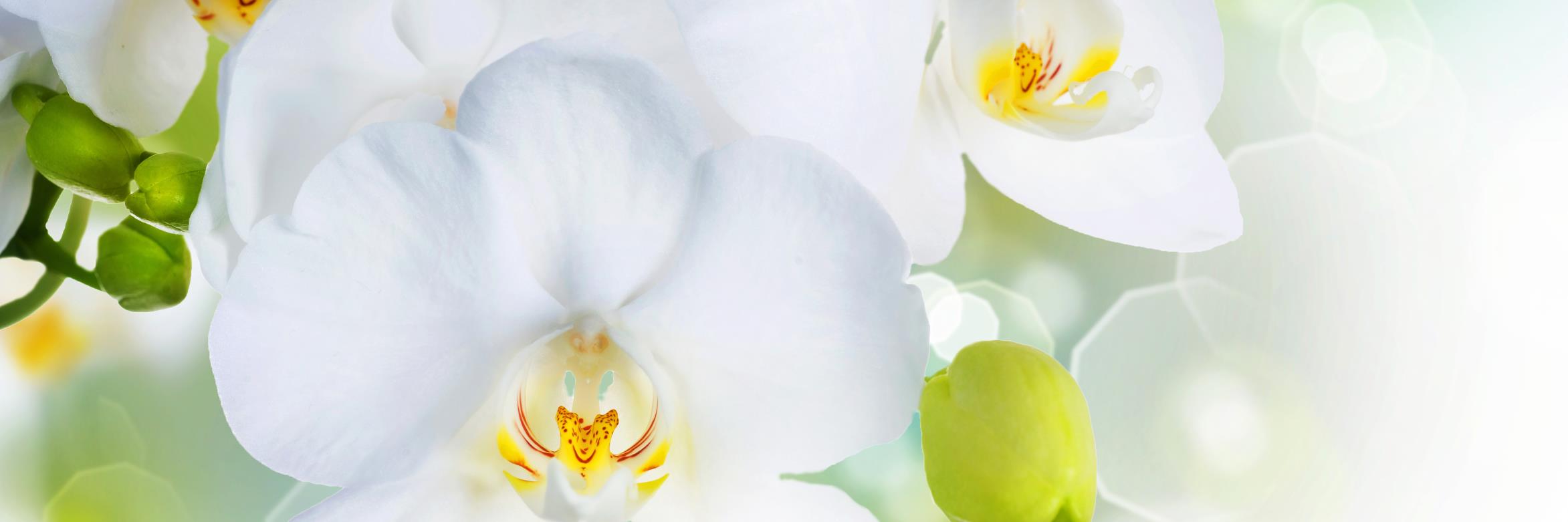 ColasantiFarms's profile banner image