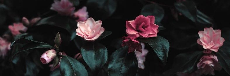 ritaisarith's profile banner image