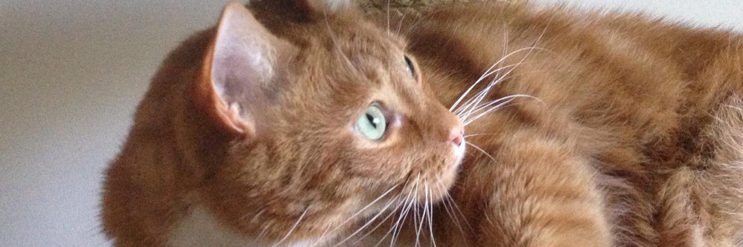 TeddyB_cat's profile banner image
