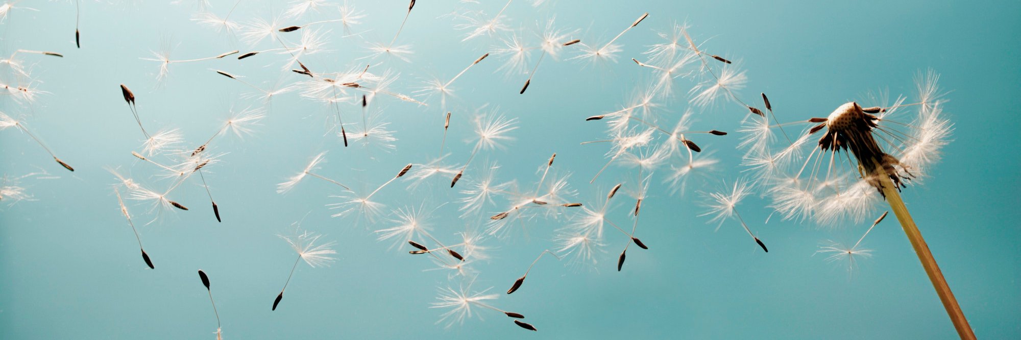 June Ariano-Jakes banner