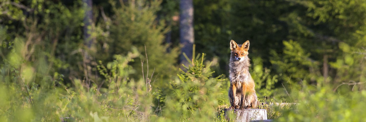 Spivey Consulting banner