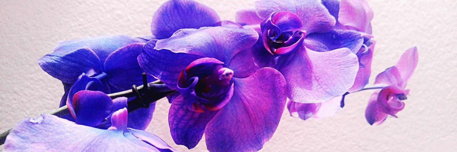 Jenn_Nguyen888's profile banner image