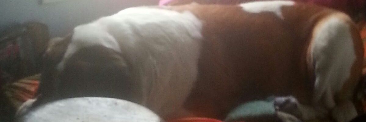 JustinHartman19's profile banner image