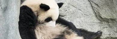pandaandthecats's profile banner image