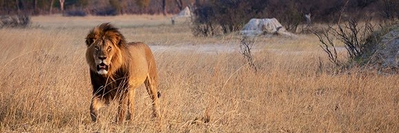 romevii_'s profile banner image