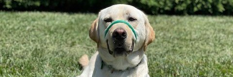 Mrs. Gallo and Mrs. Cox banner