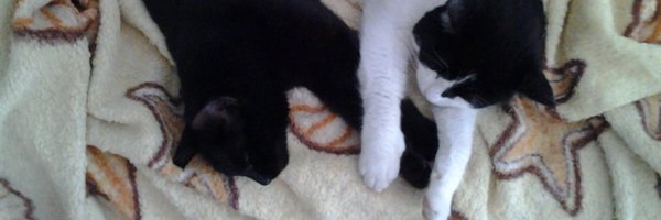 steviewonder087 Profile Banner