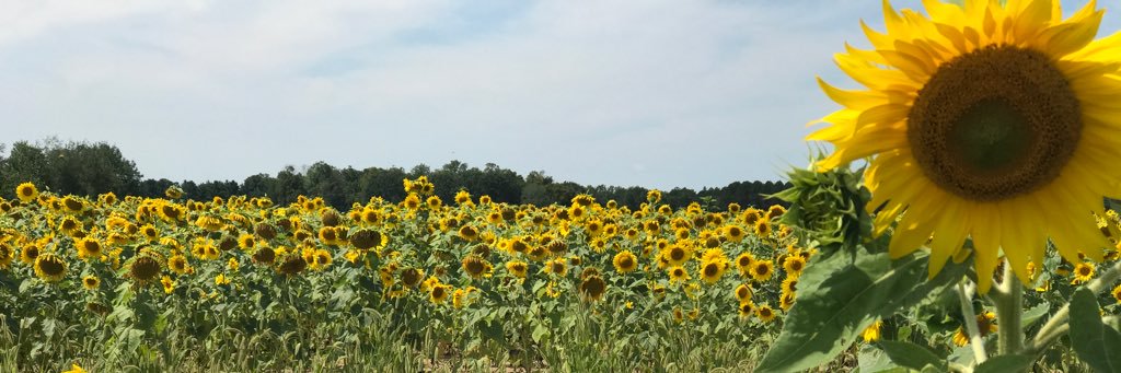 MissarisaMae's profile banner image