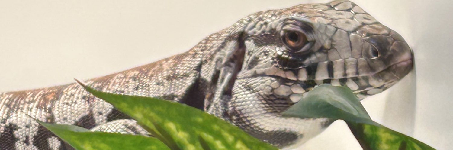 BullyOnDaStickz banner