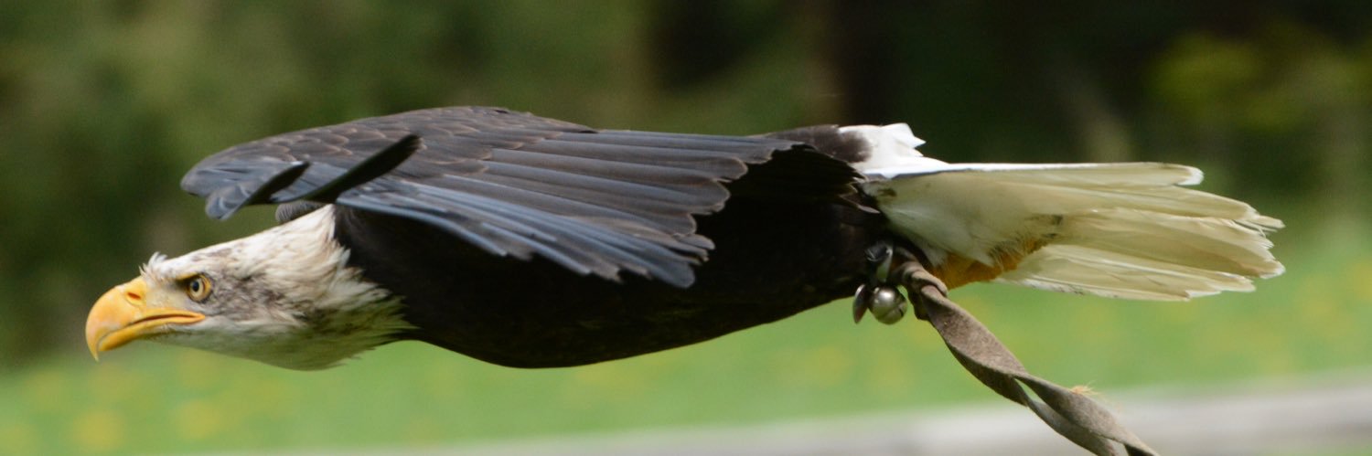 alechner4's profile banner image