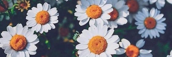 amber_bonneau's profile banner image