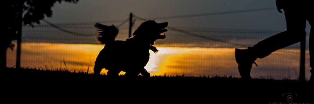 regisleandro's profile banner image