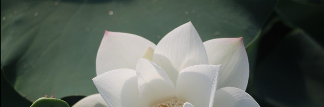 angela514k's profile banner image