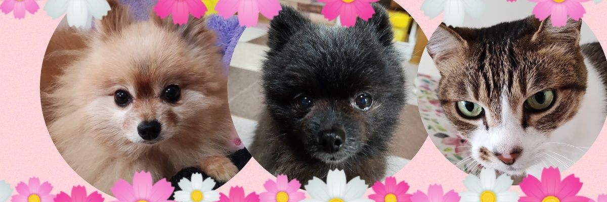 yasuandrie's profile banner image