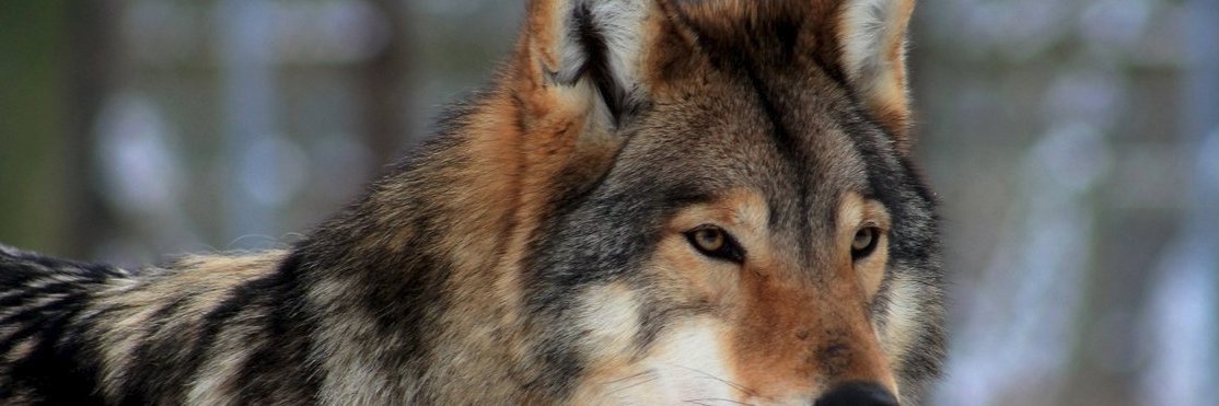 HazardousWolf 🇺🇸's banner