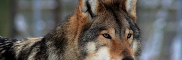 _Hazardous_Wolf Profile Banner