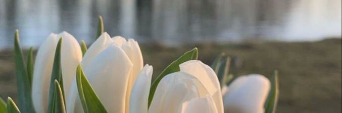 alyssasailaa's profile banner image