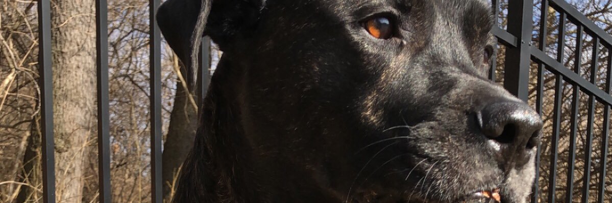 ChrisCardiello's profile banner image