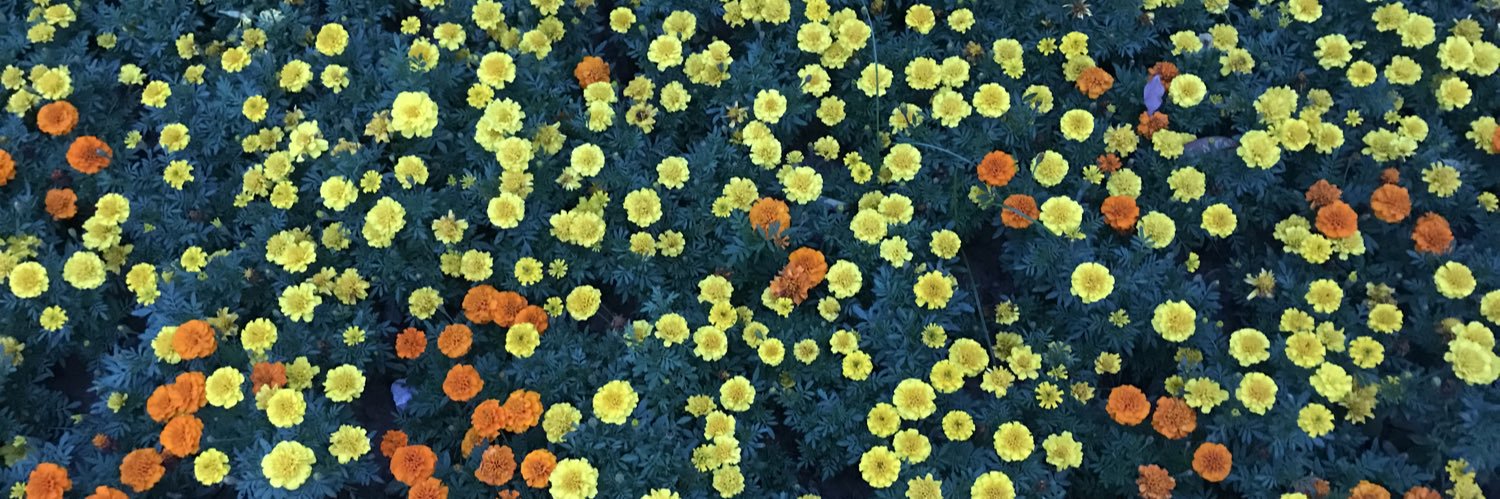 motmnoris's profile banner image