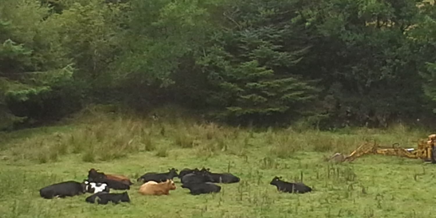 Lorraine whitty banner