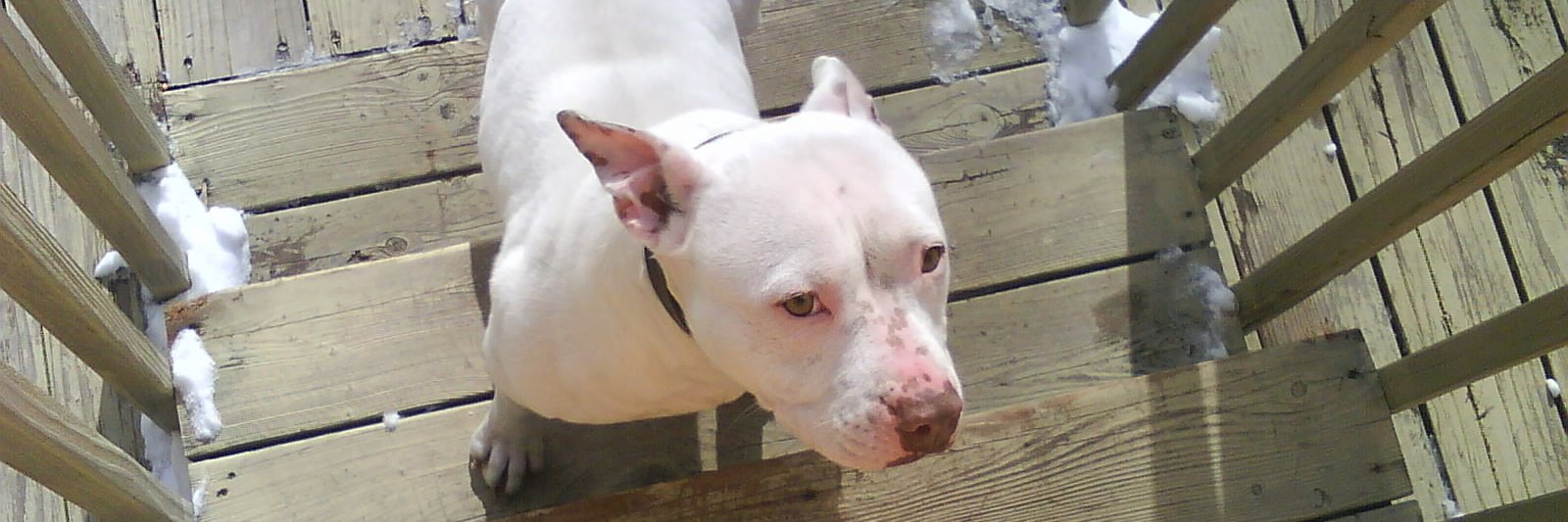 pitbullpowers's profile banner image