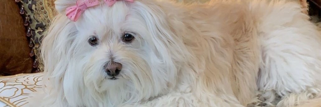 RockykatAc's profile banner image