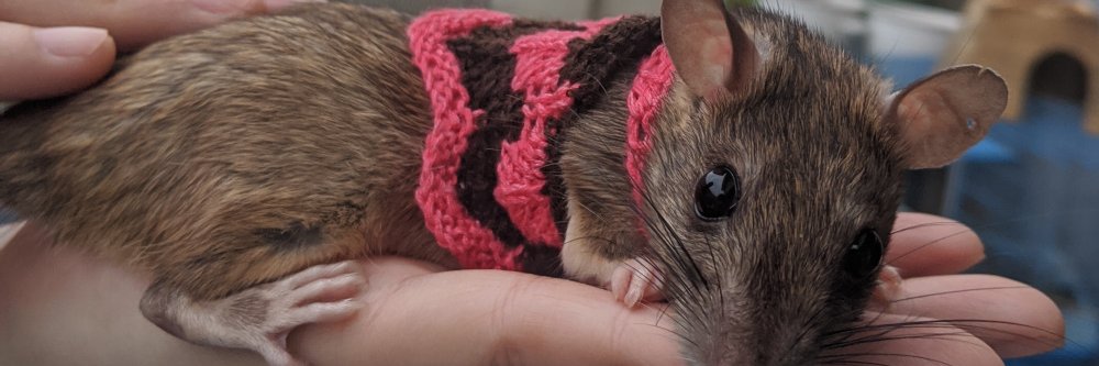 brian starr 🐀🥰 banner