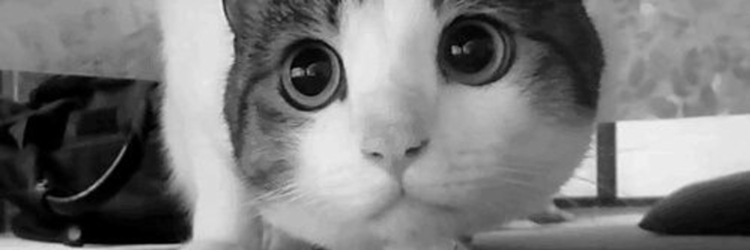 Кошачья радость. Котенок танцует. Много рыжих котов. Кошка гифка. Кот мем.